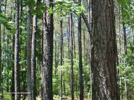 Middle GA Homesites