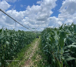 Farm, House, & Land for Sale